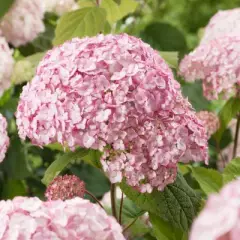 HYDRANGEA arborescens 'Candybelle'® - Hortensia rose