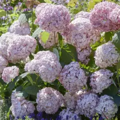 HYDRANGEA arborescens 'Candybelle'® - Hortensia rose