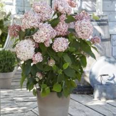 HYDRANGEA arborescens 'Candybelle'® - Hortensia arborescens rose