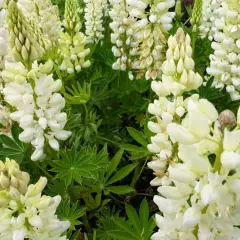 LUPINUS 'Gallery White' - Lupin