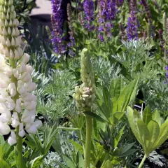 LUPINUS 'Gallery White' - Lupin