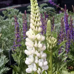 LUPINUS 'Gallery White' - Lupin