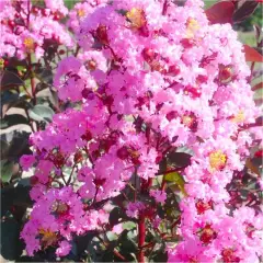 LAGERSTROEMIA indica Black Diamond 'Rhapsody in Pink' ® - Lilas des Indes