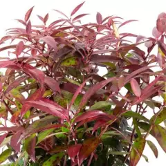 LEUCOTHOE walteri 'Royal Ruby' - Arbuste nain au feuillage persistant