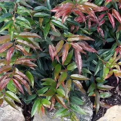 LEUCOTHOE walteri 'Royal Ruby' - Arbuste nain au feuillage persistant