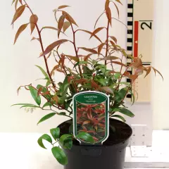 LEUCOTHOE walteri 'Royal Ruby' - Arbuste nain au feuillage persistant