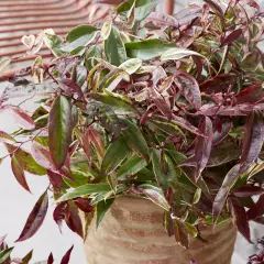 LEUCOTHOE walteri 'Whitewater'® - Arbuste nain au feuillage persistant