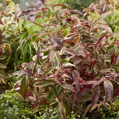 LEUCOTHOE walteri 'Whitewater'® - Arbuste nain au feuillage persistant