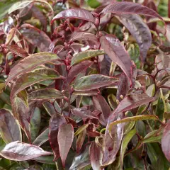 LEUCOTHOE walteri 'Whitewater'® - Arbuste nain au feuillage persistant