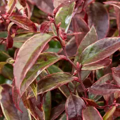 LEUCOTHOE walteri 'Whitewater'® - Arbuste nain au feuillage persistant