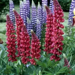 LUPINUS 'Mon Château' - Lupin