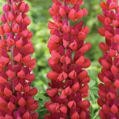 LUPINUS 'Mon Château' - Lupin