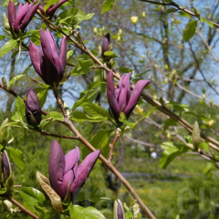 MAGNOLIA 'Black Beauty' - Magnolia violet foncé