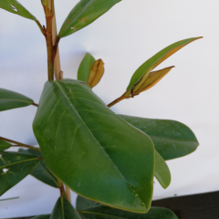 MAGNOLIA grandiflora 'Double Nantais' - Magnolia à grandes fleurs double