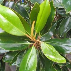 MAGNOLIA grandiflora 'Little Gem' - Magnolia persistant petite taille