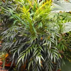 MAHONIA 'Sweet Winter'® - Mahonia nain à feuilles de Houx