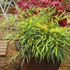 MAHONIA 'Sweet Winter'® - Mahonia nain à feuilles de Houx
