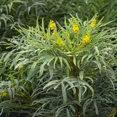 MAHONIA eurybracteata 'Soft Caress'® - Mahonia nain à feuilles de Houx