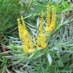 MAHONIA eurybracteata 'Soft Caress'® - Mahonia nain à feuilles de Houx