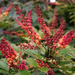 MAHONIA nitens 'Cabaret'® - Mahonia, arbuste à feuillage persistant