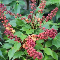 MAHONIA nitens 'Cabaret'® - Mahonia, arbuste à feuillage persistant