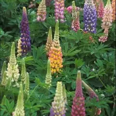 LUPINUS 'Russell Hybrids' - Lupin