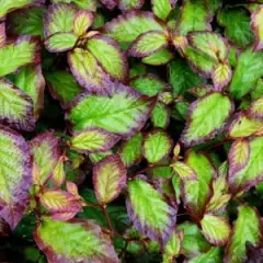 PARROTIA persica 'Persian Spire'® - Arbre de fer