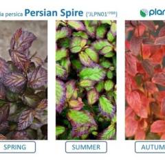 PARROTIA persica 'Persian Spire'® - Arbre de fer