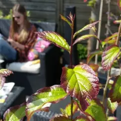 PARROTIA persica 'Persian Spire'® - Arbre de fer