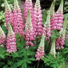 LUPINUS 'La Châtelaine'