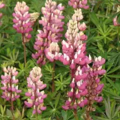 LUPINUS 'La Châtelaine'