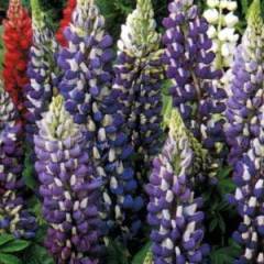 LUPINUS 'The Governor' - Lupin