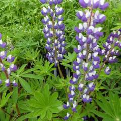 LUPINUS 'The Governor' - Lupin