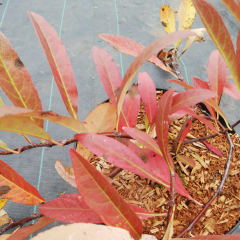 PRUNUS pumila 'Depressa' - Prunus nain rampant, Ceriser des sables