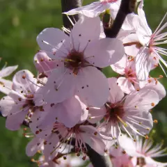 PRUNUS spinosa 'Purpurea' - Prunellier à feuilles rouge