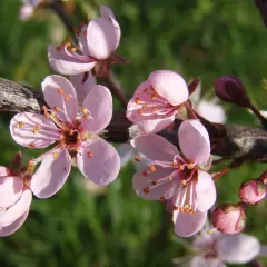 PRUNUS spinosa 'Purpurea' - Prunellier à feuilles rouge