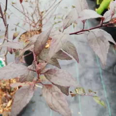 PRUNUS spinosa 'Purpurea' - Prunellier à feuilles rouge