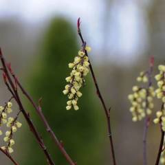 STACHYURUS chinensis 'Celina' - Arbustes à floraison hivernale