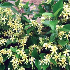 TRACHELOSPERMUM asiaticum 'Mandanianum' - Jasmin étoilé