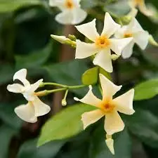 TRACHELOSPERMUM asiaticum 'Mandanianum' - Jasmin étoilé