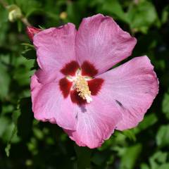 HIBISCUS syriacus 'Aphrodite' - Althea hibiscus