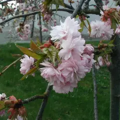 PRUNUS serrulata 'Kiku Shidare Zakura' - Ceriser à fleurs pleureur