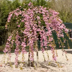 PRUNUS serrulata 'Kiku Shidare Zakura' - Ceriser à fleurs pleureur