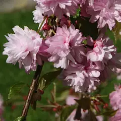 PRUNUS serrulata 'Kiku Shidare Zakura' - Ceriser à fleurs pleureur