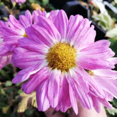 CHRYSANTHEMUM 'Karminriese' - Chrysanthème des jardins