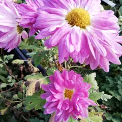 CHRYSANTHEMUM 'Karminriese' - Chrysanthème des jardins