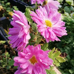 CHRYSANTHEMUM 'Karminriese' - Chrysanthème des jardins