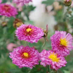 CHRYSANTHEMUM 'Rosensilber' - Chrysanthème des jardins