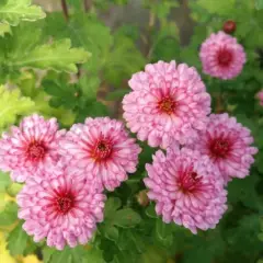 CHRYSANTHEMUM 'Rosensilber' - Chrysanthème des jardins