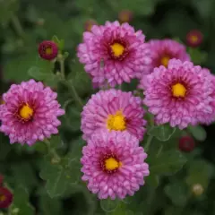 CHRYSANTHEMUM 'Rosensilber' - Chrysanthème des jardins